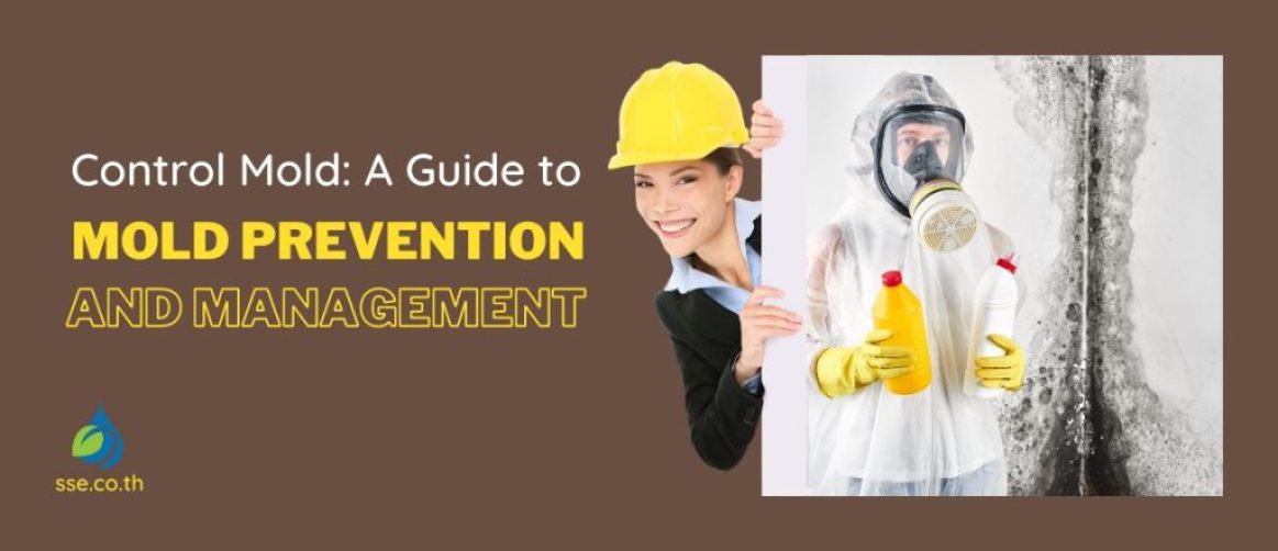 Mold Prevention and Management