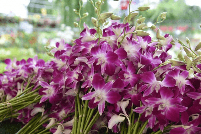 The Art of Transporting Thai Orchids 1